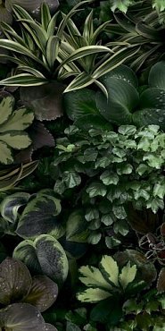 Керамогранит Jane C 50x100 купить в интернет магазине Artisan.ru